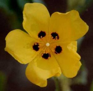 halimifolium maculatum