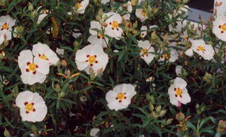 Cistus x purpureus ‘Alan Fradd’