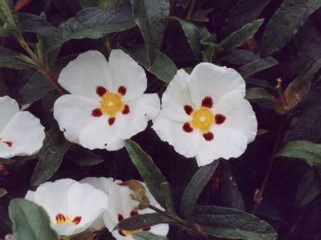 Cistus z ‘Ann Baker’