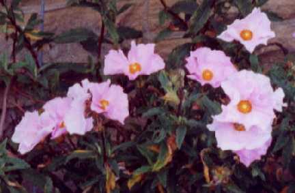 Cistus x fernandesiae P. Silva