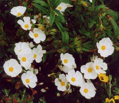 Cistus x oblongifolius ‘Barr Common’
