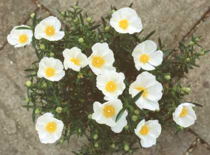 Cistus ladanifer ‘Bashful’ (miniature)