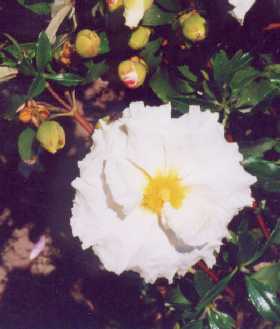 Cistus ladanifer z ‘Bennett’s White’