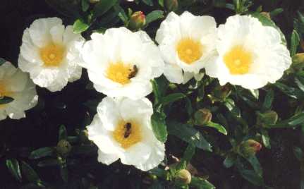 Cistus ladanifer ‘Blanche’