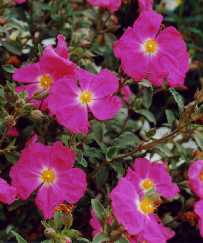 Cistus x argenteus ‘Blushing Peggy Sammons’