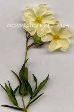 Cistus monspeliensis ‘Vicar’s Mead’