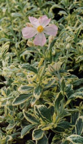 Cistus z ‘Candy Stripe’