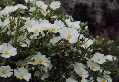 Cistus z ‘Chelsea Bonnet’