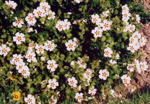 Cistus z ‘Christopher Gable’