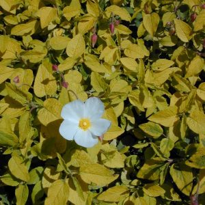 Cistus x hybridus ‘Wyecis’ Gold Prize