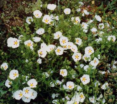 Cistus x dansereaui ‘Decumbens’