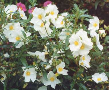 Cistus x cyprius ellipticus ‘Elma’