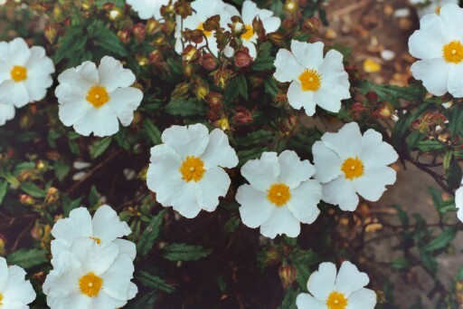 Cistus z ‘Enigma’