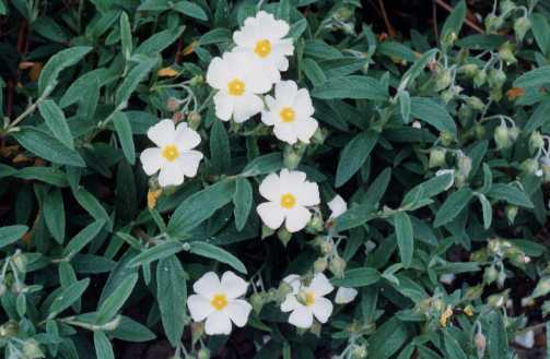 Cistus x florentinus Lam.