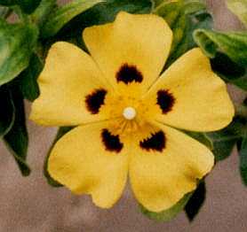 Halimium lasianthum ‘Formosum’