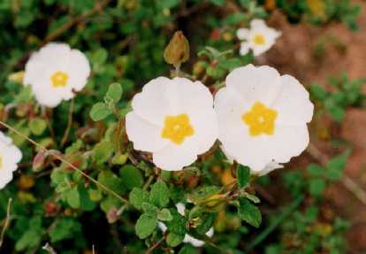 Cistus salviifolius ‘Gold Star’