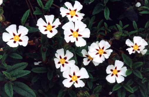 Cistus z ‘Gordon Cooper’