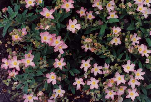 Cistus z ‘Grayswood Pink’