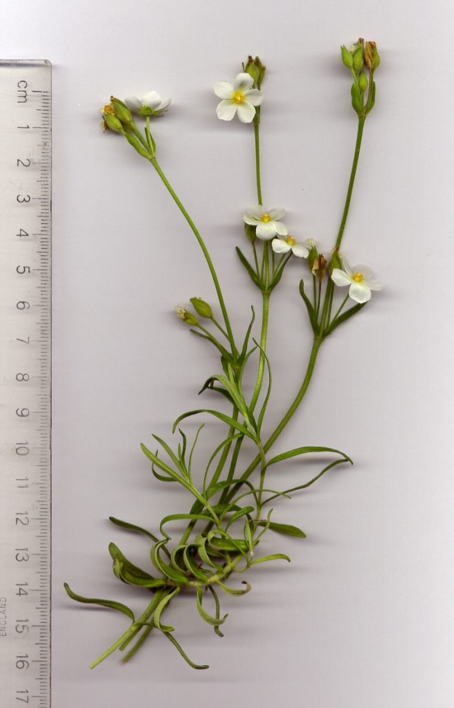 Halimium voldii Kit Tan, Perdetz. & Raus