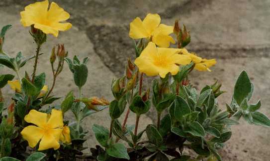 Halimium lasianthum ‘Hannay Silver