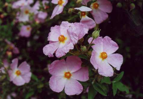 Cistus x sammonsii ‘Ida’