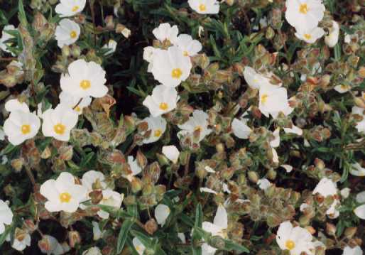 x Halimiocistus ‘Ingwersenii’