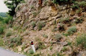 Cistus creticus in Italy