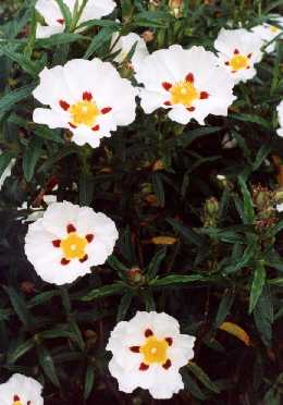 Cistus x dansereaui ‘Jenkyn Place’