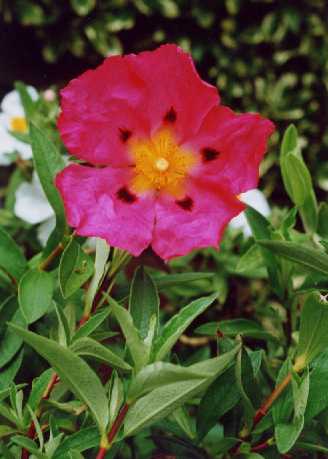 Cistus x rodiaei ‘Jessabel’