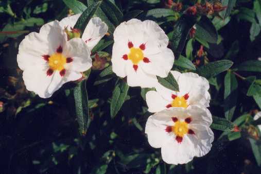 Cistus z ‘Jessamy Beauty’