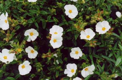Cistus z ‘Jessamy Bride’