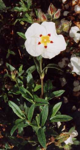 Cistus z ‘Jessamy Charm’