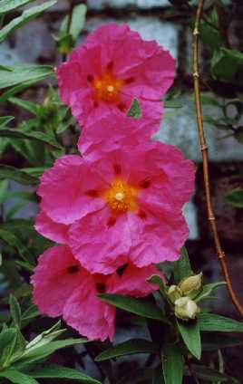 Cistus x rodiaei ‘Jessica’