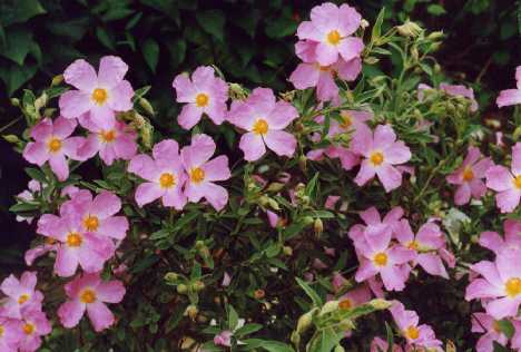 Cistus x bornetianus ‘Jester’
