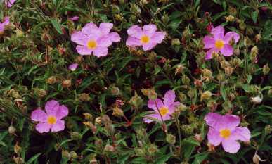 Cistus creticus L.