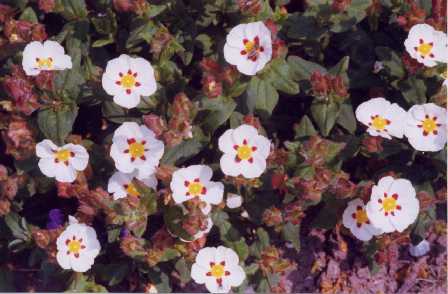 Cistus z ‘Little Gem’