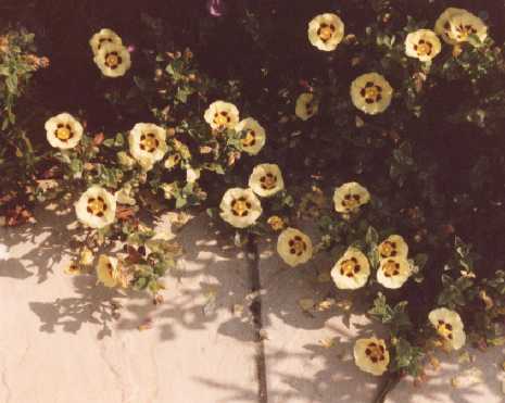 x Halimiocistus wintonensis ‘Merrist Wood Cream’