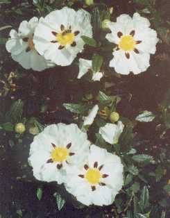 Cistus ladanifer L.