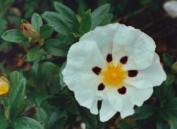 Cistus ladanifer ‘Pat’
