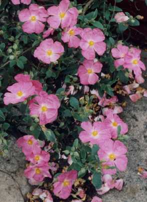 Cistus x argenteus ‘Peggy Sammons’