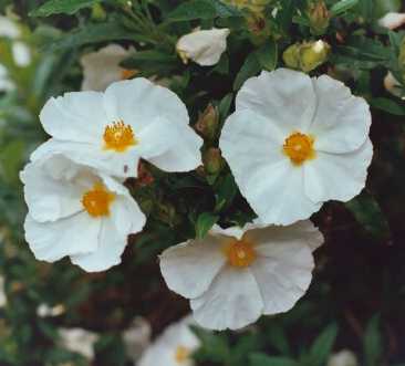 Cistus x dansereaui ‘Portmeirion’
