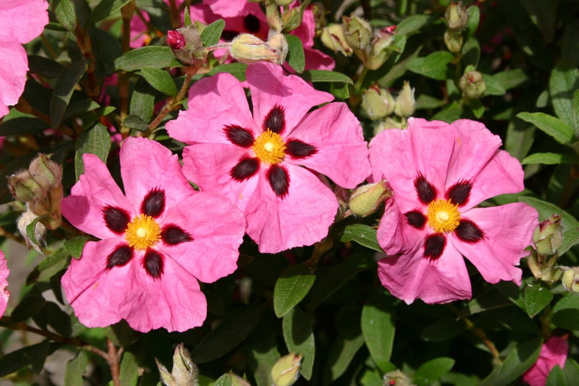 Cistus x porphyreus Demoly ‘Purple Patch’
