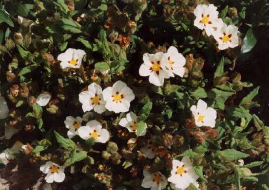Cistus z ‘Ruby Cluster’