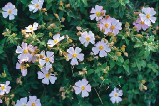 Cistus x pauranthus Demoly