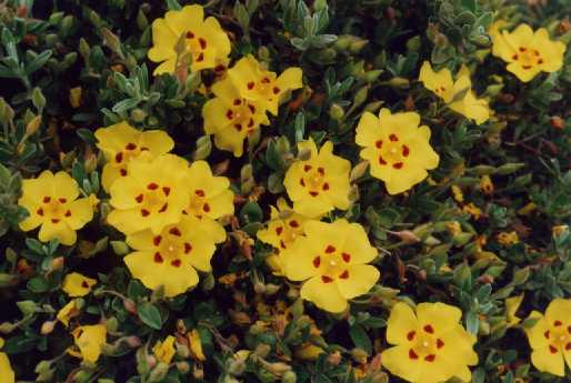 Halimium lasianthum (Lam.) Spach