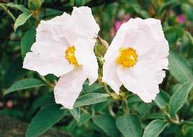 Cistus x argenteus ‘Silver Ghost’