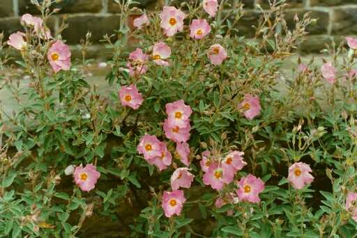 Cistus x argenteus ‘Silver Pink’