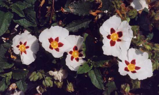 Cistus z ‘Snow Fire’
