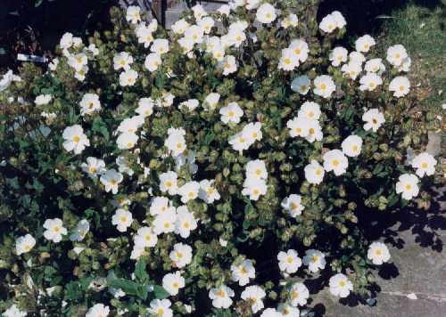 Cistus x laxus Aiton