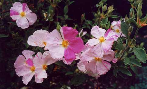 Cistus x argenteus ‘Stripey’